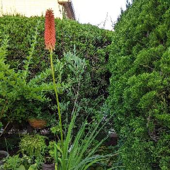 長寿ですの画像 by ベルちゃんローズさん | 広い庭と嬉しいな♡と癒やしと満開と医療関係者に感謝と長寿ですと大好きと元気❗❗とがんばる♡と同じ場所とトリトマの花