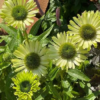 エキナセアグリーンジュエルの投稿画像一覧 Greensnap グリーンスナップ