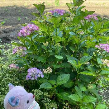 テディベア♡の画像 by みーやんさん | 小さな庭とアジサイ　紫陽花とテディベア♡