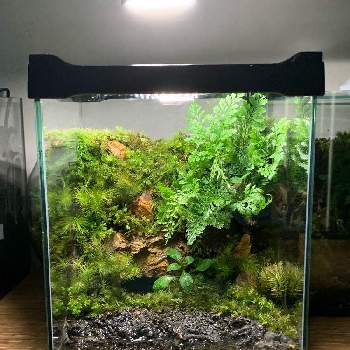 はちみつ ブランク マリナー パルダリウム 水槽 自作 地味な 自発 修理工