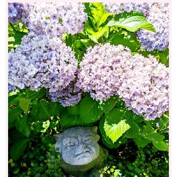 ガーゴイルの画像 by なおちゃんさん | 小さな庭と紫陽花とワイヤープランツと葉っぱとおうち園芸とガーデニングと雑貨小物と花のある暮らしとグランドカバーとガーゴイル