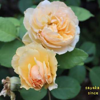 グラハムトーマスの画像 by sayakaさん | 小さな庭と薔薇♪と千葉県とグラハムトーマスとばら バラ 薔薇