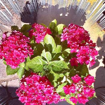 ローズピンクの画像 by ショコラさん | 小さな庭と紫陽花と今日も笑顔で♡とありがとう♡と勝手にあじさい祭りとhappy♡と紫陽花 アジサイ あじさいとアジサイ　紫陽花とローズピンクとお花大好き✨と今日も元気でとあじさいフォトコンテスト2022と❤️可愛い