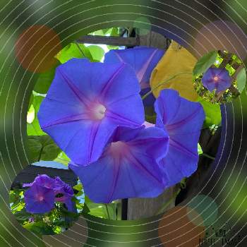 花を楽しんでの画像 by さっちゃんさん | 小さな庭とオーシャンブルーと目を惹く色とウッドデッキと元気をもらってと花を楽しんでと青紫の花と平和を願うと花のある暮らしと地植え