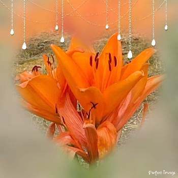 花を楽しんでの画像 by さっちゃんさん | お出かけ先とスカシユリと花散歩とオレンジ色の花と目を惹く色と元気をもらってと花を楽しんでと平和を願うと花のある暮らしと花が好き