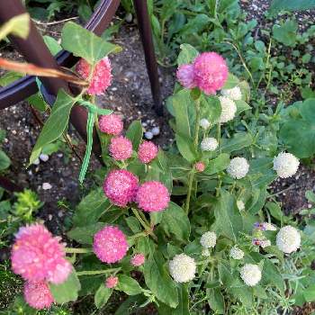ピンク色の画像 by Les fleurs ＊＊＊＊さん | 小さな庭とピンク色と白い花♡と千日紅のお花