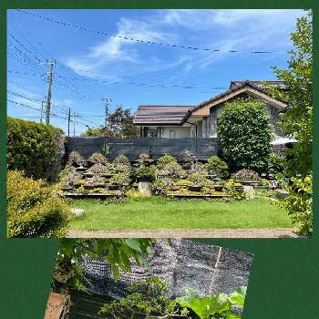 サツキ盆栽の画像 by ryo-ggさん | さつき♡と皐月（さつき）と剪定とさつき盆栽と盆栽棚とサツキ♡と植え替えとサツキ盆栽