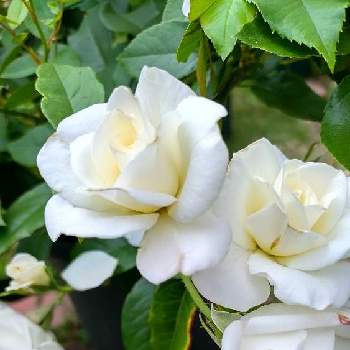 白い薔薇♡の画像 by Jun.cyさん | 世界平和と白い薔薇♡と６月とウクライナに平和をとばら バラ 薔薇と薔薇愛同盟と猛暑と戦争反対と平和を願う☆と＊薔薇アイスバーグ