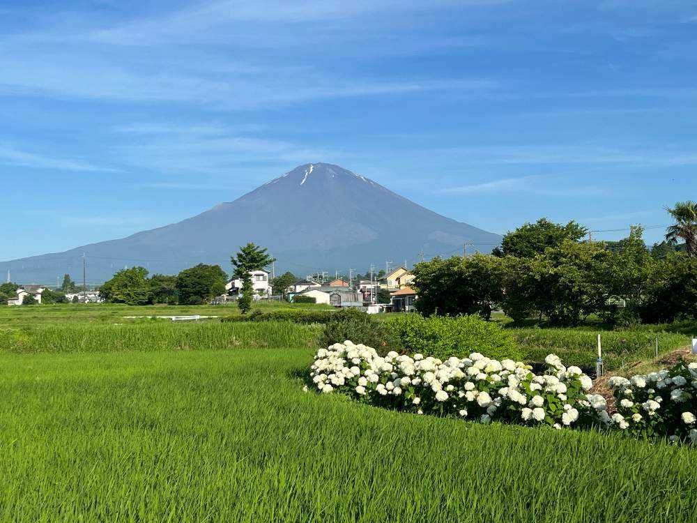 六月の富士山🗻｜🍀GreenSnap（グリーンスナップ）