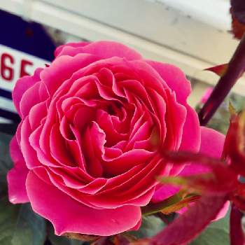 ローズピンクの画像 by ４番中田さん | 小さな庭とレオナルド・ダ・ビンチと中香と四季咲きとローズピンクと微香とガーデニングと北海道とバラを楽しむと地植え