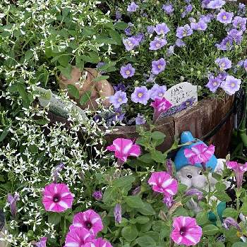 Stop the war！の画像 by MIRUMOさん | 小さな庭と好きな色とStop the war！と癒しと今日も、頑張りましょう❣️と応援花❤️と❤️M.family❤️と可愛いと花のある暮らしと仲良しリレー( 〃▽〃)と♡My garden♡と頑張れ❗️日本