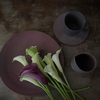 うつわの画像 by TOKINOHA   さん | キッチンと植物のある暮らしと生活に寄り添ううつわとTOKINOHA Ceramic Studioとうつわのある暮らしとキレイ☆と芸術的と@tokinoha_kyotoと@kyoto suiuとうつわとかわいい❤︎
