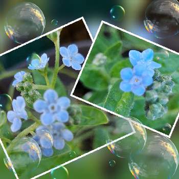 カワイイ～☺️の画像 by IKUMAMAさん | 小さな庭とカワイイ～☺️と咲いてくれてありがとう❤と青い花と種まきから育てるとおうち園芸