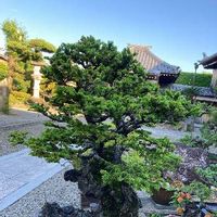 ドイツトウヒの育て方 植え付ける場所は 剪定時期や方法は Greensnap グリーンスナップ ドイツトウヒの育て方 植え付ける場所は 剪定時期や方法は Greensnap グリーンスナップ
