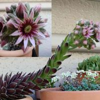 パープルヘイズ,センベルビウム,センペルビウムの花,多肉植物,緑のある暮らしの画像