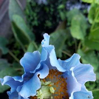 幸せの青い花の画像 by mecoppiさん | 小さな庭とヒマラヤの青いケシとメコノプシス・ベトニキフォリアとブルーポピーと幸せの青い花と青いケシと青いケシマニアと青いケシ王国とブルーポピー❤️と青い花マニアとヒマラヤの青い芥子とメコノプシス•ベトニキフォリア