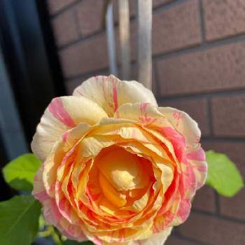 薔薇 ほほえみの画像 by Angela350さん | 玄関と薔薇 クロード・モネと絞りとバラと暮らすと花だいすきとピンクとつぼみがたくさんと薔薇 ほほえみと笑顔がいちばんと花のある暮らしと香り高い薔薇とかわいい花と微笑み