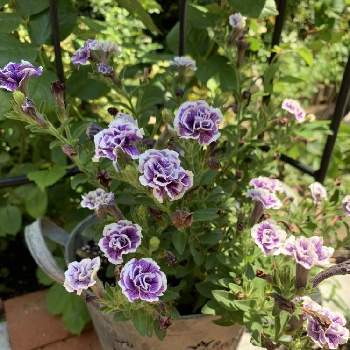 暑すぎの画像 by ダイアモンドリリーさん | アプローチと八重咲きペチュニアとお水大好きと暑すぎと可愛いと小さい花と緑いっぱいと紫の花と初夏のお庭