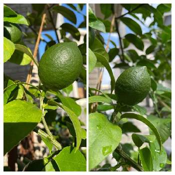 マイヤーレモンの画像 by レプトシフォンさん | 小さな庭とマイヤーレモンとレモンと家庭菜園と成長記録とGSで繋がり隊