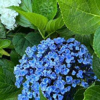 おたふく紫陽花 挿し穂２本です 丸っこい花びらが可愛い Tribratanews Sumsel Polri Go Id