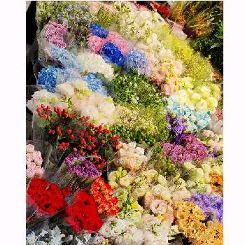 花市場の画像 by Chiflowさん | お出かけ先と花市場