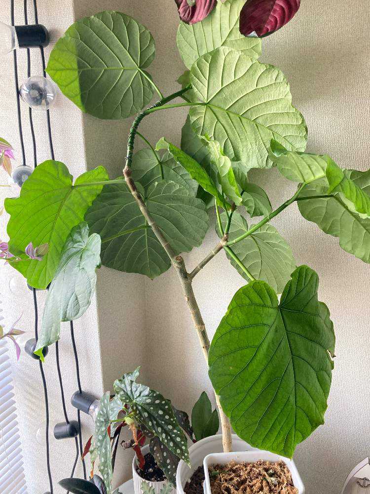 植物ど素人が育てる】ウンベラータの記録【植物愛爆発】｜🍀GreenSnap