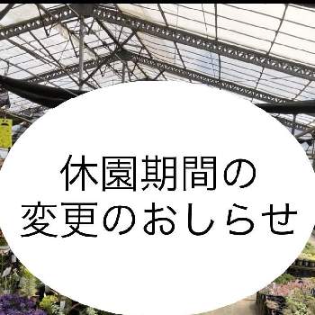 多肉植物,初心者さま歓迎,ハンギングバスケット,神奈川,寄せ植えの画像