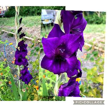 素敵✨✨✨の画像 by tomokoさん | 畑とグラジオラスと素敵✨✨✨と可愛い❤と大好きと今が1番❤と花いろいろと君も花が好きなのかと綺麗✨と紫のお花とグラジオラスの花