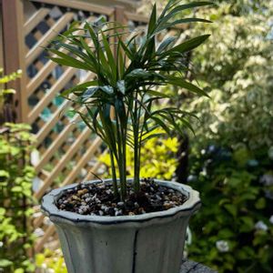 観葉植物,可愛い,かわいいな♡,花のある暮らし,100均観葉植物の画像