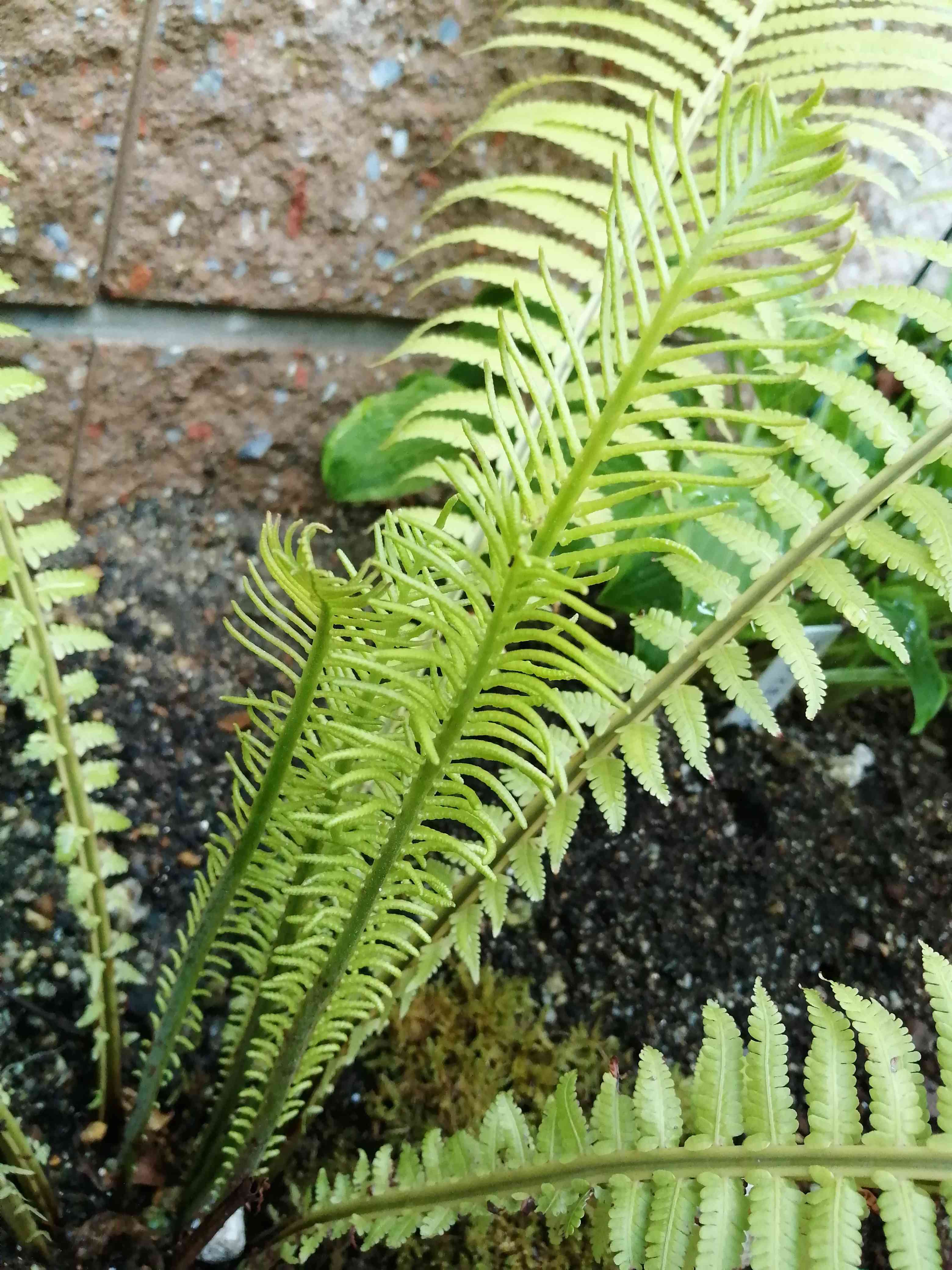 クサソテツの育て方｜鉢植えや地植えでの栽培方法とは？｜🍀GreenSnap