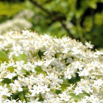白い花大好きの画像 by すみれさん | エルダーとエルダーフラワーといいかおりと植物のある暮らしとハーブはーぶと今日のお花と素敵な色と綺麗な色♡と白い花大好きと白い花とgreen*loveとハーブ