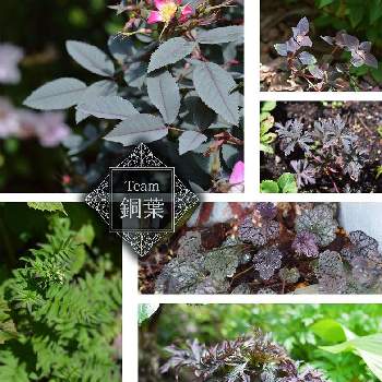 銅葉の画像 by akiらさん | 小さな庭と裏庭とカラーリーフと銅葉と宿根・多年草