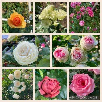 お花が大好きの画像 by Takeさん | お出かけ先と薔薇  サイレンス  イズ  ゴールデンとバラ ミミエデンとバラ ミントティーと一葉　バラとブライダルティアラとチョコレートサンデーとバラ・フランボワーズ・バニーユとアロマテラピー　薔薇と岩手県とローズフェスティバルとお花が大好きと3年ぶりとバラの祭典と花巻温泉バラ園とGSのみなさんに感謝♡と花のある暮らしと薔薇♪と心穏やかに♡と素敵な一日を✨
