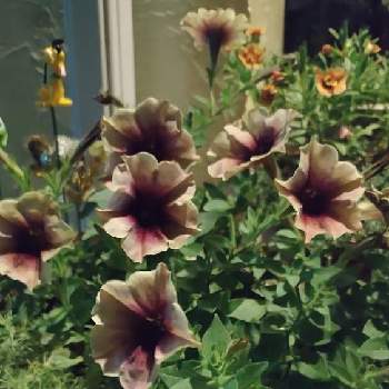 心落ち着くの画像 by ウーゲデールさん | 玄関と渋い色合いと心落ち着くと夏の花と美しいとペチュニア☆
