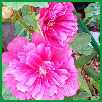 タチアオイの花の画像 by メリーさん | 小さな庭とおうち園芸とタチアオイの花と小さい花壇と花のある暮らしと狭い花壇と地植え