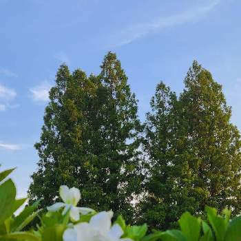 ご近所さんぽ、の画像 by 節さん | お出かけ先と八重咲きクチナシとメタセコイアとご近所さんぽ、