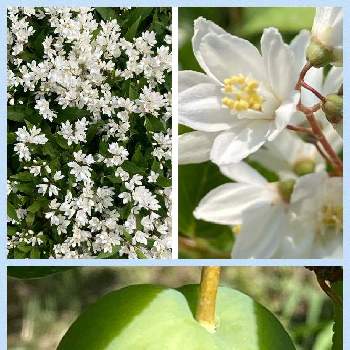 プルーン Greensnap グリーンスナップ