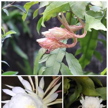 白い花マニアの画像 by ピーモモさん | 小さな庭と月下美人と金曜日の蕾たちと沖縄と花のある暮らしと白い花と白い花マニアと多肉植物