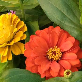 夏のお花の画像 by ぱんだかぁちゃんさん | 小さな庭とマイガーデンと夏のお花とお花のある暮らしとジニア❁とお花は癒し