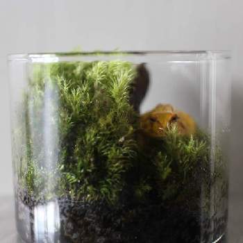 ホソバオキナゴケの画像 by クロマルさん | インテリアとホソバオキナゴケと観葉植物とテラリウム