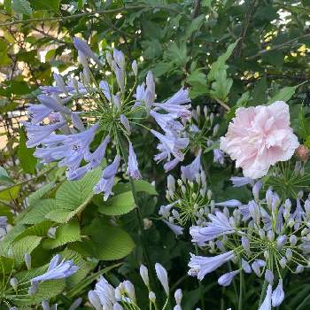 アガパンサスの花の画像 by くろねこさん | 小さな庭とムクゲ♡とアガパンサスの花