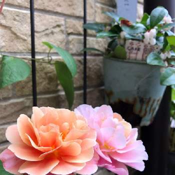 チェッカーベリーのお花の画像 by itachiさん | 玄関と趣味がお仕事にと植物のある暮らしとお花大好き♡と癒しと植物大好きとおうち園芸と花のある暮らしとチェッカーベリーのお花と玄関先と薔薇ディスタントドラムス