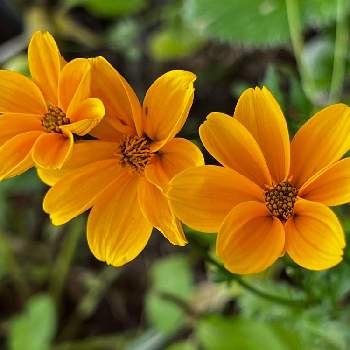 Beeパワー　ビデンス　ゴールデンフレンズ,ビデンス,オレンジ色の花,黄金色の金曜日の画像
