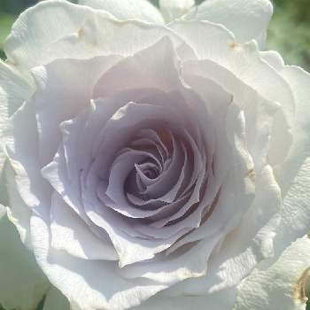 青薔薇の画像 by みんみんさん | 小さな庭とばら バラ 薔薇と毎日ローズショーとGabriel（ガブリエル）とおうち園芸と素敵な色合いと金曜ローズショーと青薔薇とお庭のバラとガーデニングとバラが好きと花のある暮らし