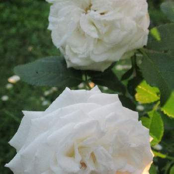 香りのバラの画像 by hinataさん | 小さな庭とバラ エリザボエルと日向とオールド ローズとギヨと鉢植えとバラ・ミニバラと香りのバラ