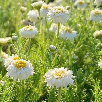 やっぱり白花の画像 by まっしゅさん | 畑とローマンカモミールダブルフラワーと増えたよ❤︎とおうち園芸とやっぱり白花とかわちいと花のある暮らしと2年生❤︎と白い花