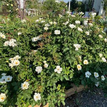 白い薔薇♡の画像 by ラックスさん | 広い庭とホワイトノックアウトと白い薔薇♡と花付き抜群と庭の花と花のある生活と広いお庭と薔薇のある庭と四季咲 中輪とガーデニングと可愛花と木立横張