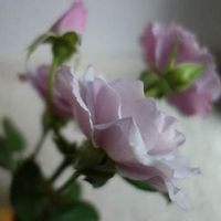 ディオレサンス,いい香り,花のある暮らし,バラを楽しむ,ばら バラ 薔薇の画像