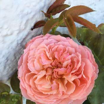アップルローゼスの画像 by あきこさん | 小さな庭とばら バラ 薔薇と毎日ローズショーとお家園芸と金曜ローズショーと綺麗とアプリコットのバラとアップルローゼスと可愛いとお花と薔薇♪とアプリコット色
