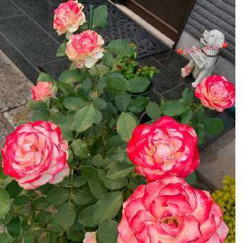 ジュビレ・デュ・プリンス・ドゥ・モナコの画像 by ごんたさん | 小さな庭とジュビレ・デュ・プリンス・ドゥ・モナコとバラ初心者とばら バラ 薔薇と薔薇のある暮らし♡とおうち園芸と#花のある暮らしと薔薇が好き❤と薔薇♪